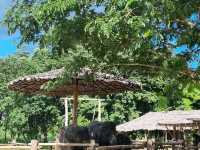 ปางช้างใกล้เมืองที่สุดในเชียงใหม่!