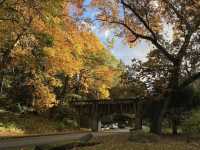 Washington Park Arboretum