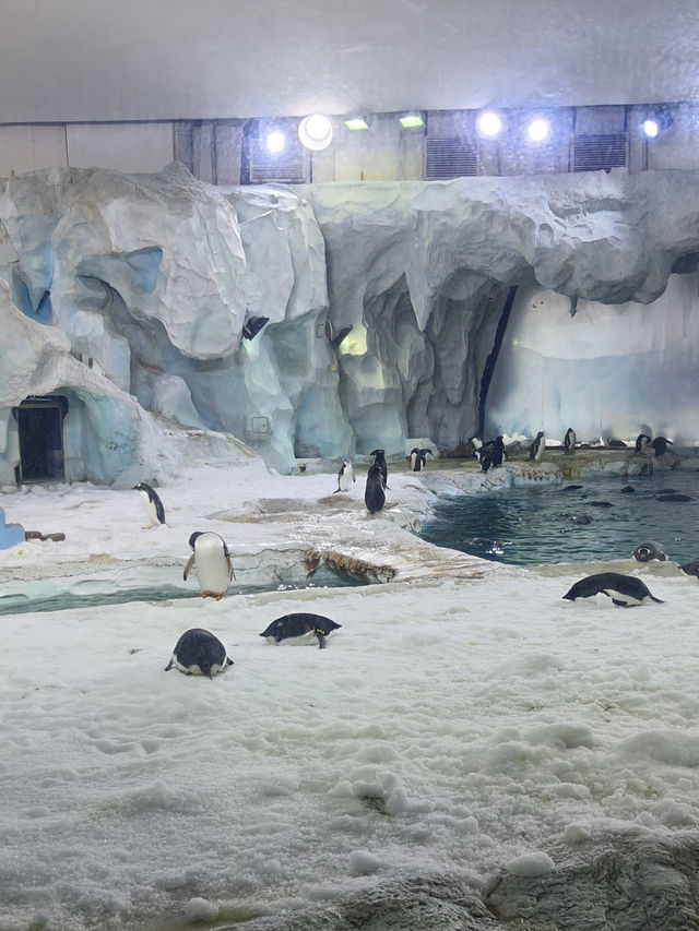 Chimelong Ocean Kingdom🐬