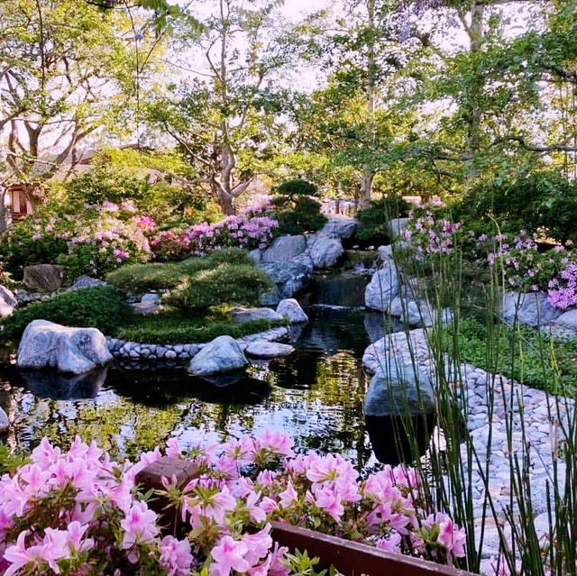 Sakura Serenity: A Solo Escape in San Diego