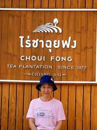 แหล่งปลูกชาชั้นดีในเชียงราย✨️