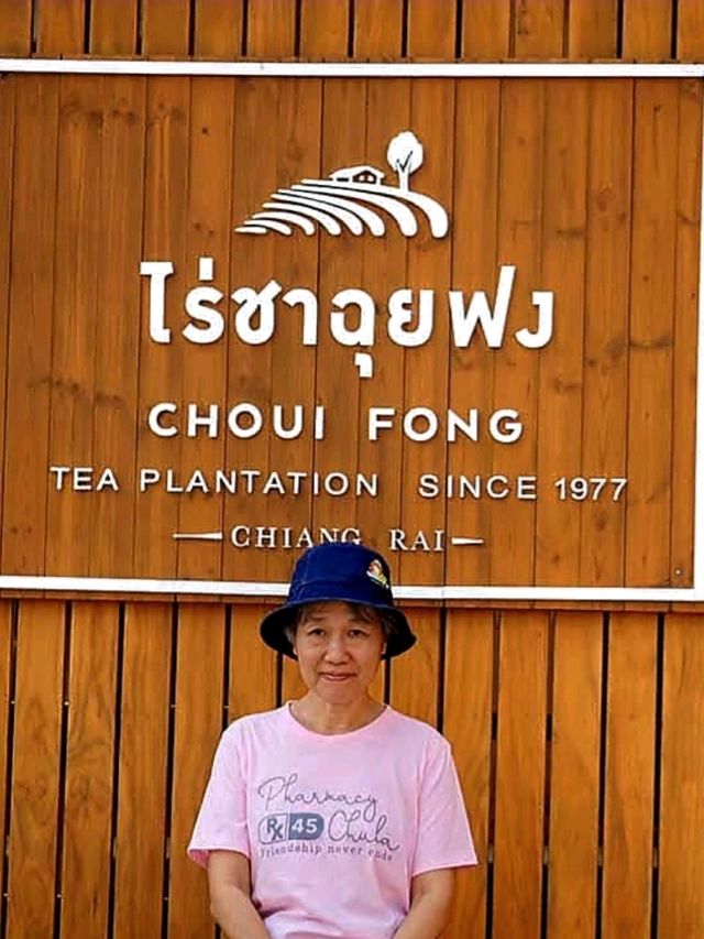 แหล่งปลูกชาชั้นดีในเชียงราย✨️