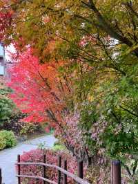 🌳🍁숲길에서