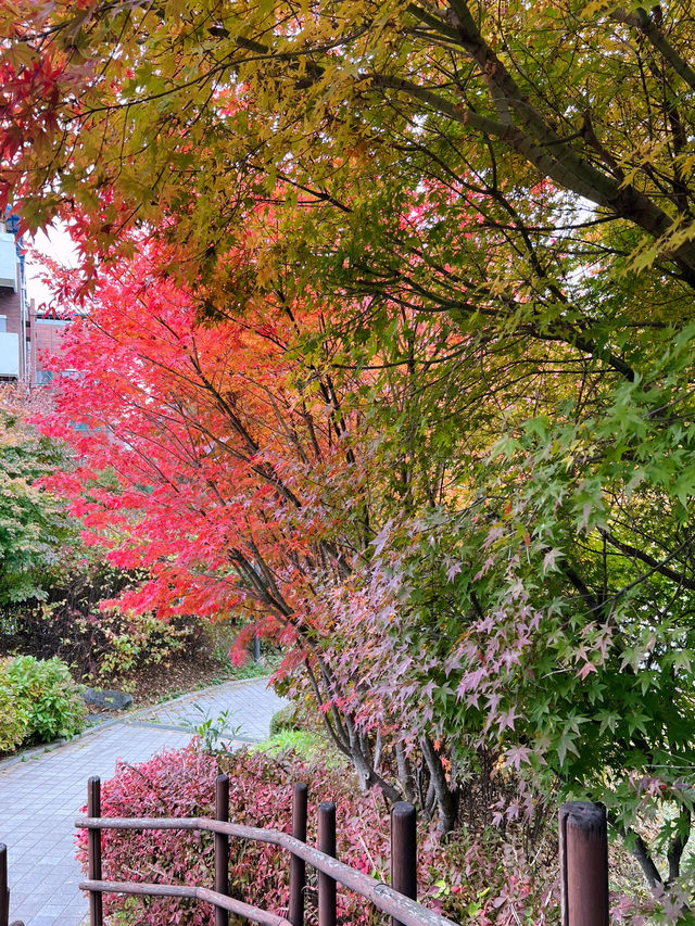 🌳🍁숲길에서