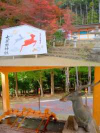 京都小眾紅葉秘境✨大原野神社の私藏打卡指南