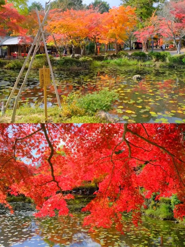 京都小眾紅葉秘境✨大原野神社の私藏打卡指南 京都小眾紅葉秘境✨大原野神社の私藏打卡指南