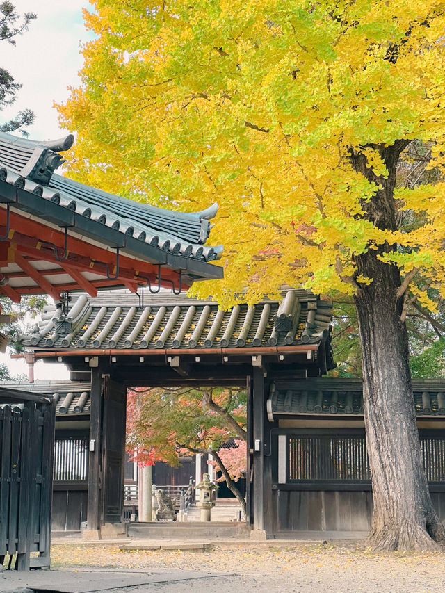 【奈良市】学問の神様も歌を詠んだ紅葉名所『手向山八幡宮』