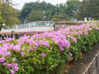 A Hidden Oasis in the Heart of Putrajaya: Exploring Bougainvilla Trails