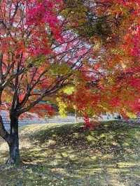 경주 은행나무 포토존 유적지