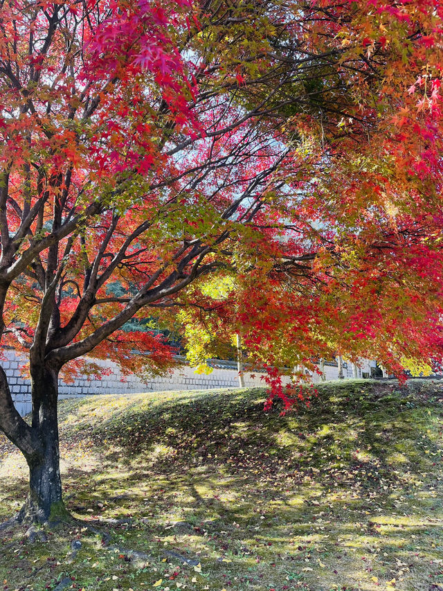 경주 은행나무 포토존 유적지 경주 은행나무 포토존 유적지