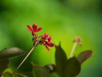 Where Concrete Blossoms: The Dual Heart of Tsing Yi