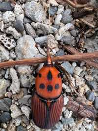 《星砂灣的雙燈塔海景，美得像沖繩一樣迷人》