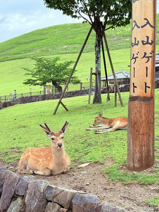 奈良一日遊行程（輕鬆又高效）