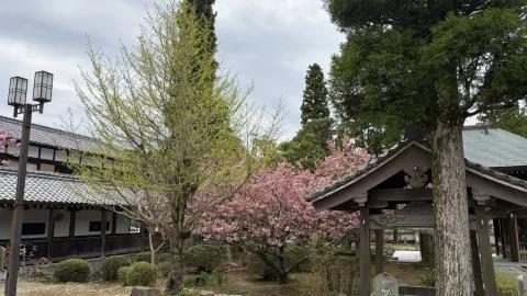 兵庫県三田市の芝桜園 ピンクの絨毯でお花見&SNS映え攻略 — traveler post in 三田市