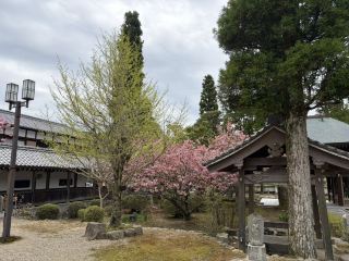 Mita Shiba Cherry Garden in Hyogo Prefecture 🌸Pink Carpet Flower Viewing Guide

Nagazawa Temple in Mita, Hyogo Prefecture is definitely a fantastic photo spot that flower lovers can’t miss! Every year when the cherry blossom season arrives, this place is transformed into a super healing carpet of pink flowers, mixed with nature and traditional Japanese aesthetics

The screen is fantastic, outside the museum with Chinese-style architecture with rolling hills in the distance, whether sunny or cloudy to take pictures is still beautiful, girlish heart burst! There is also a sea of ​​flowers and cherry blossoms, peach blossoms, pear blossoms, different angles of photography are so fairy ~

[Attraction Information]
🌸 Eitakuji Temple
📍 210 Eitakuji 669-1502, Mita, Hyogo Prefecture

【Route & Transportation】
You can get there by public transportation in Mita City. It is recommended to leave a little early to avoid the crowds and enjoy slowly!

[Notes]
Remember to match the cherry blossom blooming time. The scenery is just as romantic on a rainy day. Bringing an umbrella and waterproof shoes will be more comfortable😍

Tip: Enjoy the flowers and take pictures, remember to wear pink tone photo shirt, feel sweeter!  
Grab your friends and go check-in together