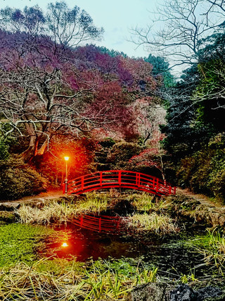 제주 한라수목원에서의 평화로운 산책 🌿🌳