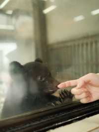 【熊本】可愛すぎる赤ちゃんコグマにキュン！動物と超至近距離で触れ合える「阿蘇カドリー・ドミニオン」へ🐻🐾
