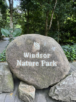 Nature Lovers, Don’t Miss MacRitchie Treetop Walk in Singapore 🇸🇬🌳