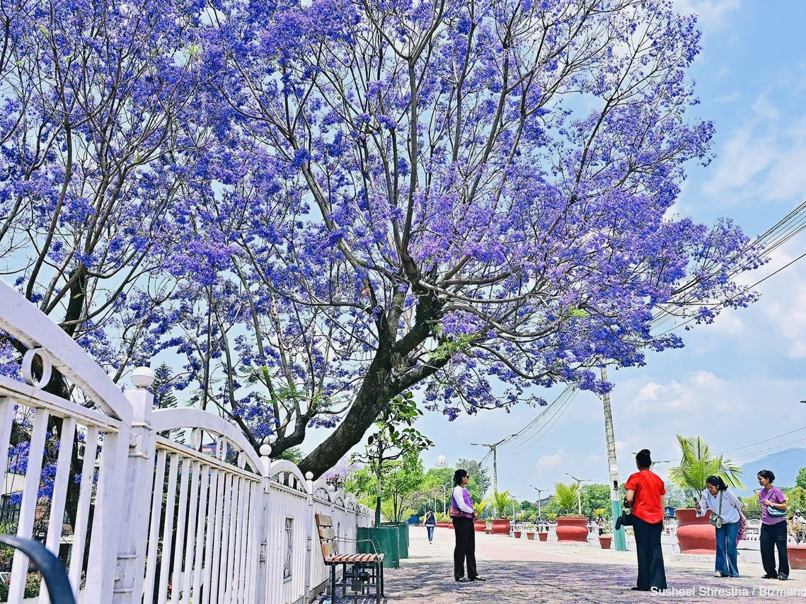 🌸🇳🇵 Kathmandu Jacaranda – When the City Turns Purple 🇳🇵🌸