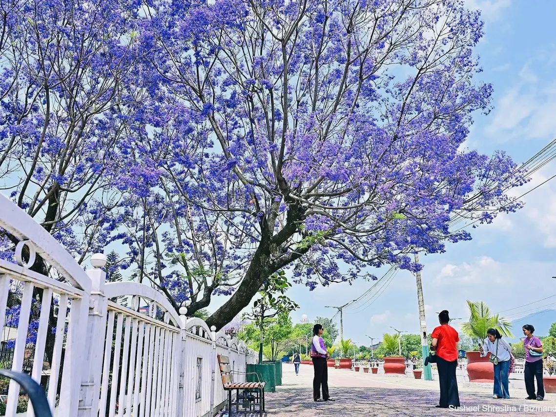 🌸🇳🇵 Kathmandu Jacaranda – When the City Turns Purple 🇳🇵🌸