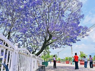 🌸🇳🇵 Kathmandu Jacaranda – When the City Turns Purple 🇳🇵🌸