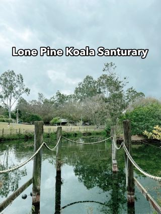 Brisbane Animal Day — Lone Pine Was 100% Worth It!