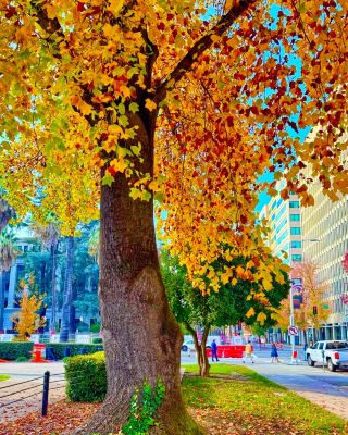 The Secret Golden Tree Corner In Sacramento 🍁 