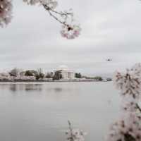 Cold & calm spring day in Washington DC