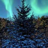 極光下的北極夢境:漠河北極村之夜