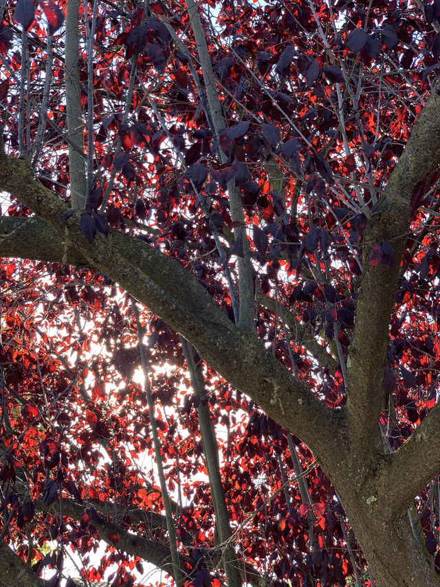 Catch the beauty of the western Fall