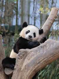 🐼：愛寶樂園門票買一送一！快來見我啦～
