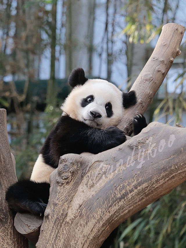 🐼：愛寶樂園門票買一送一！快來見我啦～