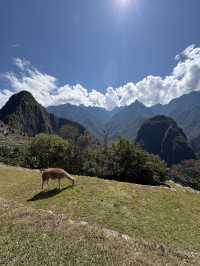 Marvellous moments at Machu Picchu 