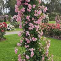 The Beautiful Victoria State Rose Garden 🇦🇺