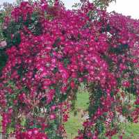 The Beautiful Victoria State Rose Garden 🇦🇺