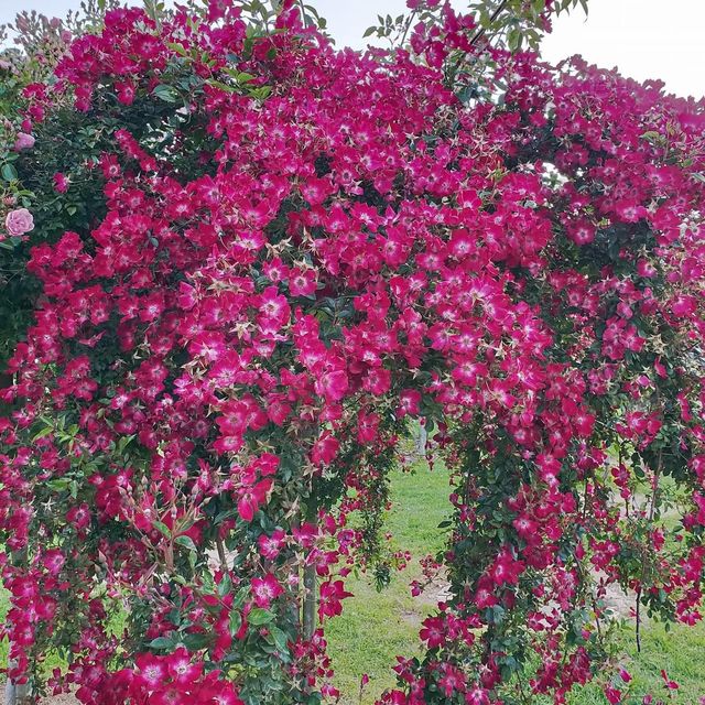 The Beautiful Victoria State Rose Garden 🇦🇺
