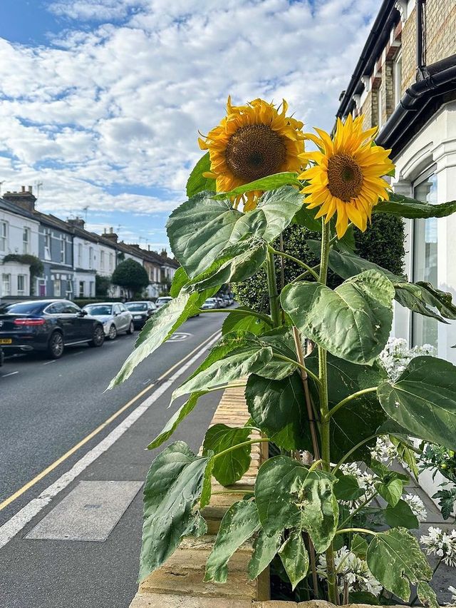 🌿 Charming Chiswick, A London Oasis 🏡