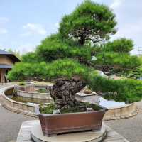 Omiya Bonsai Art Museum, Saitama 🗺️