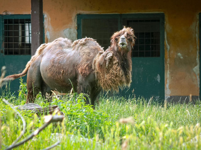 Zoo Zagreb 🦏