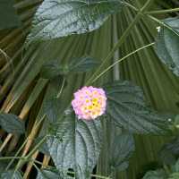 London ｜ Must visit royal garden in London