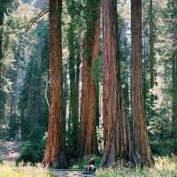 Lost in the giant Sequoia forest 🌳 