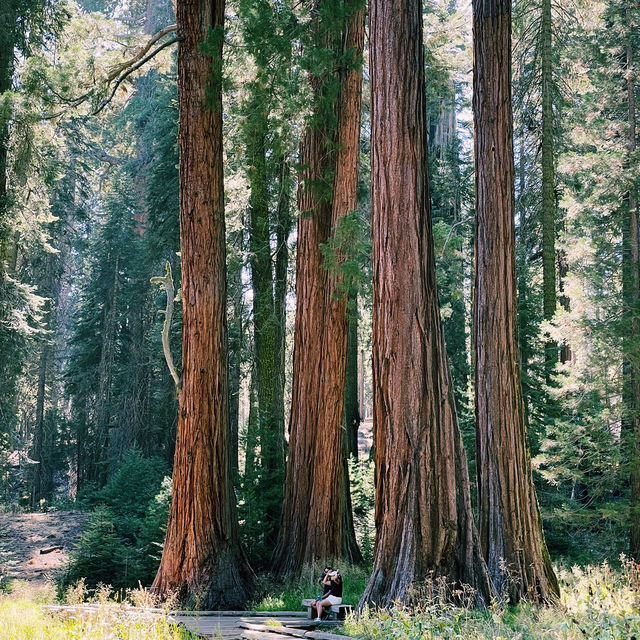 Lost in the giant Sequoia forest 🌳 
