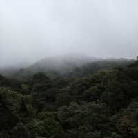 A forest in the clouds 
