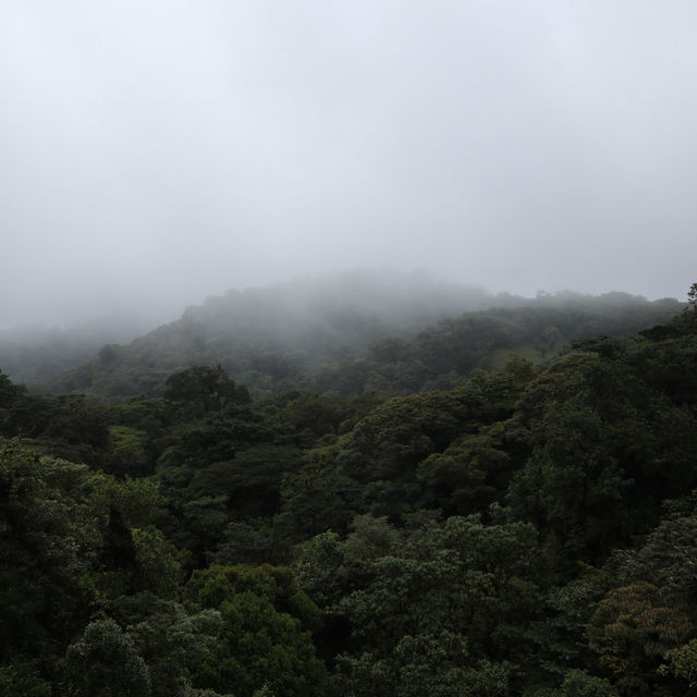 A forest in the clouds 