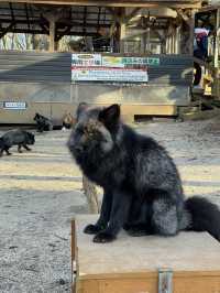 Day Trip from Tokyo to Zao Fox Village  
