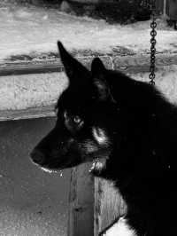 DOG SLEDDING: excellent experience, dogs are really happy