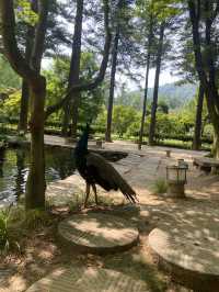 ☀️ Summer days on Nami Island 🏞️