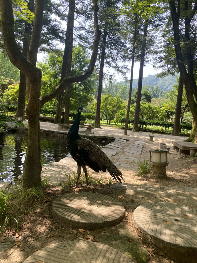 ☀️ Summer days on Nami Island 🏞️