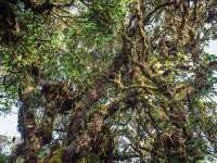 Step into a Fairytale: Exploring the Mossy Forest of Cameron Highlands