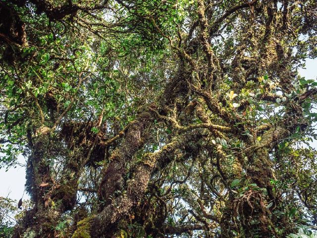 Step into a Fairytale: Exploring the Mossy Forest of Cameron Highlands